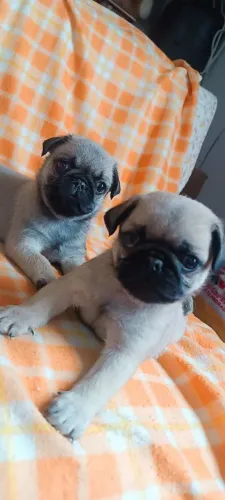 Filhote de Pug com pedigree e vacina importada