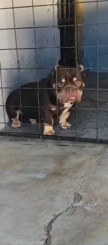 American Bully