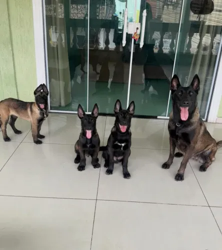 Pastor belga de malinois