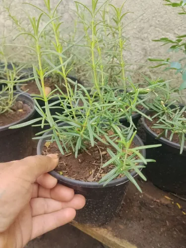 Mudas de alecrim no vaso de 1L 