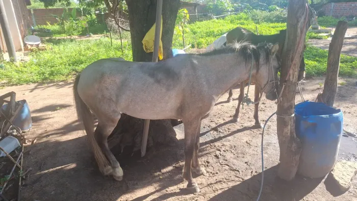 Vendo poda mansa 
