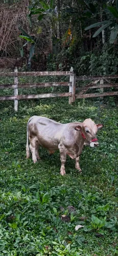 Mini Bovino