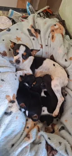 filhotes de pinscher MACHO  disponível 