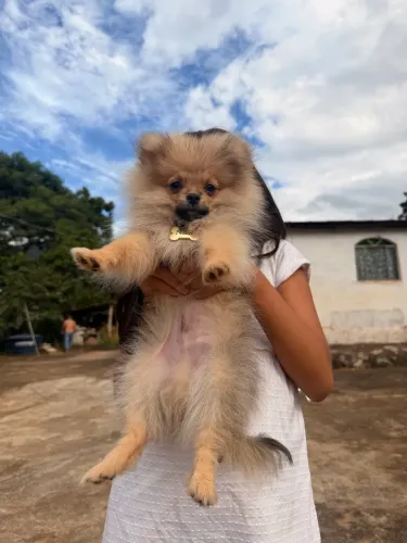 Somente vendo Filhote Lulu pomerania 