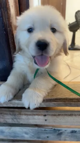 GoldenRetriver disponiveis