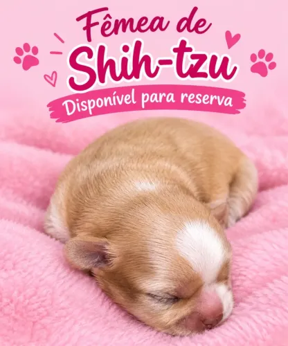 Shih Tzu