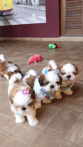 Shi Tzu mini p3 filhotes de luxo parcelo
