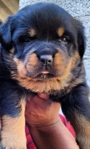 Rottweiler alemão