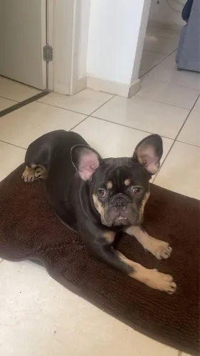 Buldogue Francês 