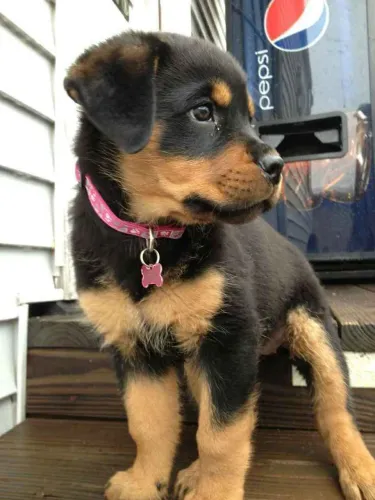 Filhote rottweiler, Corações Peludos Prontos Para Encher Sua Vida de Amor!
