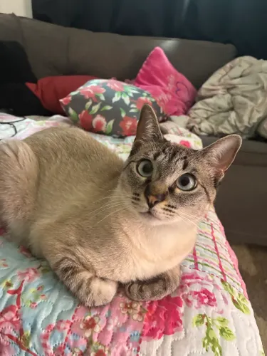 Uma gata para doação
