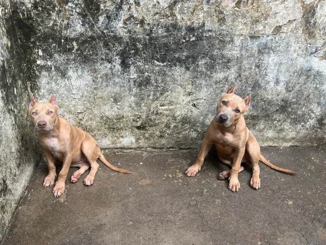 2 filhotes pit bull monster puros