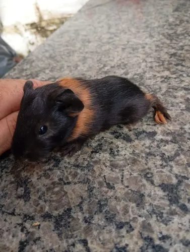 Vendo filhote de porquinho da índia