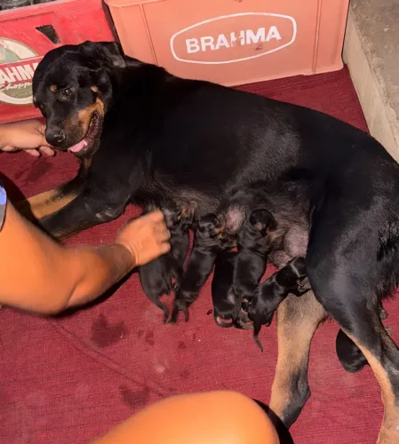 Venda filhote de rottweiller puros pais no local