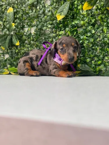 Dachshund pelo curto arlequim preto com prata lindo 
