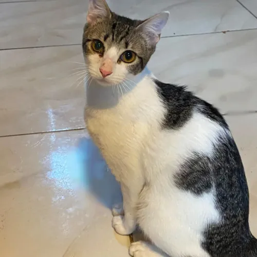 Gata Fêmea Castrada P/ Adoção 