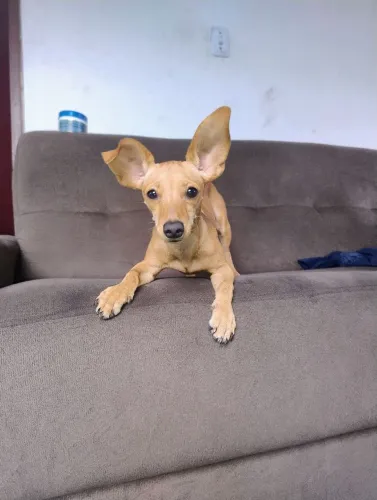 Doa-se Pinscher fêmea