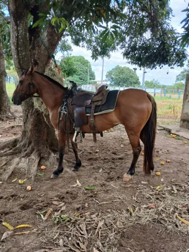 Égua mansa domada