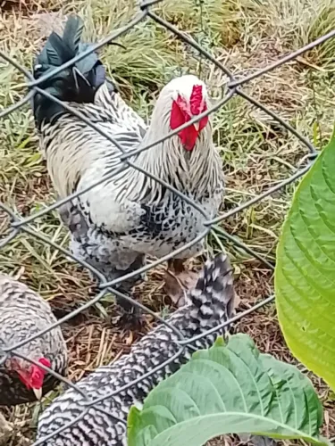 Galo Brahma
