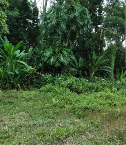 Terreno em Antônina