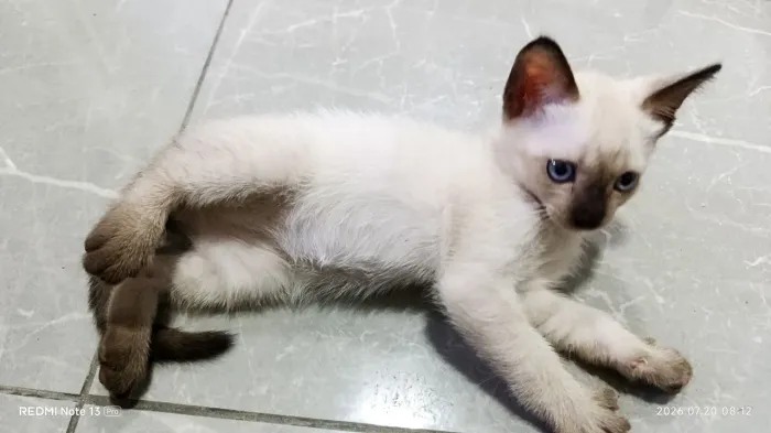 Doa-se filhote GATO macho! 