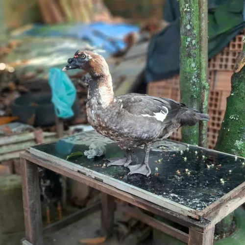 Pato a venda.