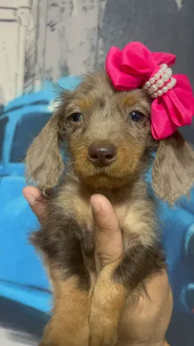 Dachshund Miniatura pelo longo.