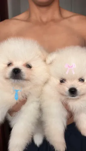 Filhotes de spitz alemão