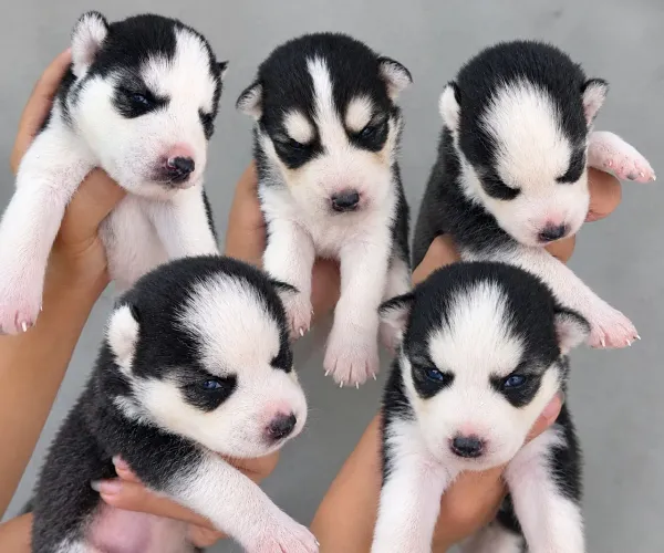 Vendo filhotes de husky siberiano macho e fêmea
