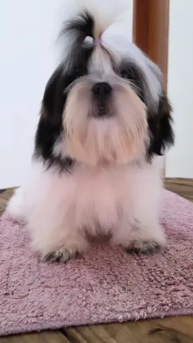 Macho pais com pedigree Rondonópolis