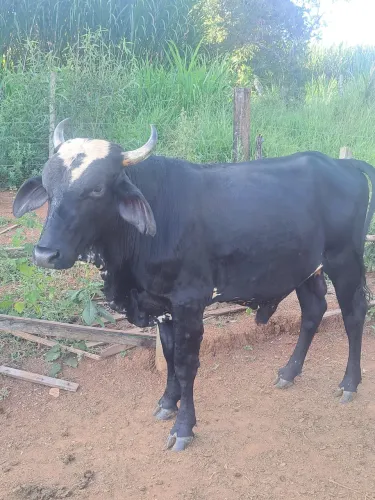 Tourinho, Girolando. Filho de mãe com produção de 35kg de leite .