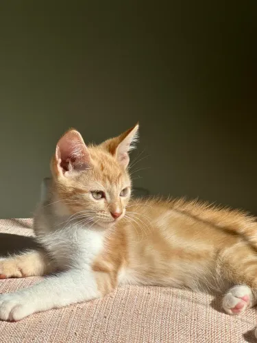 Doação de gato macho