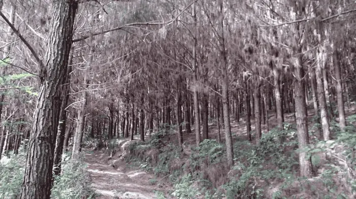 Campo Largo, Itambé, 508 hectares, 209 alqueires, à 49km Park Shopping Barigüi, Curitiba, 