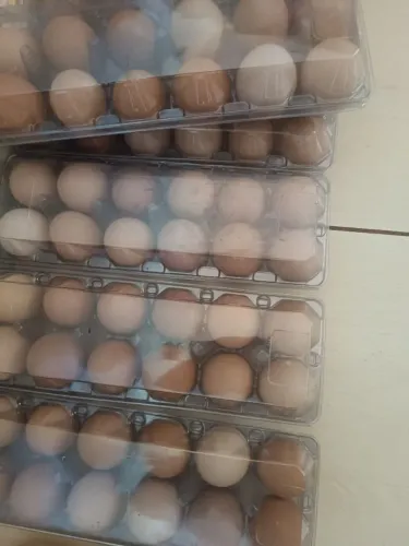 Ovos fresquinho