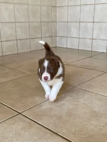 BORDER COLLIE