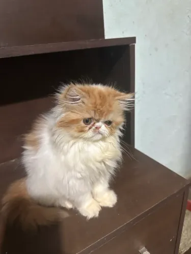 Gato persa 