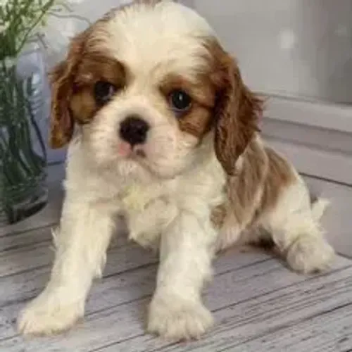 Cavalier King Charles Spaniel,Cavalier King Charles Spaniel Filhote Elegante e de Alta Qua