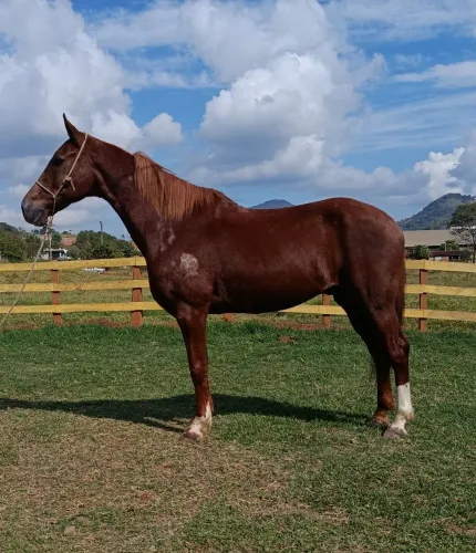 Cavalo mangalarga paulista 