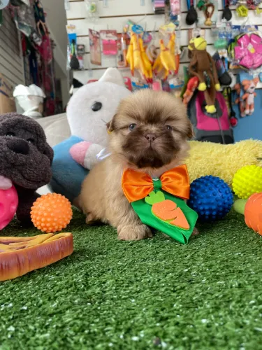 Shih tzu macho chocolate dos olhos azuis $1.600,00