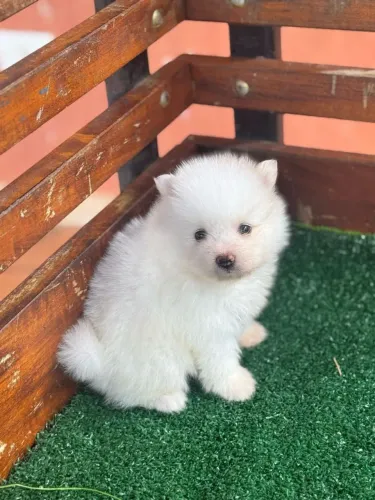 Spitz alemão | Alto padrão 
