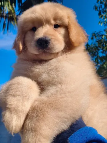 Golden Retriever disponível macho e fêmea