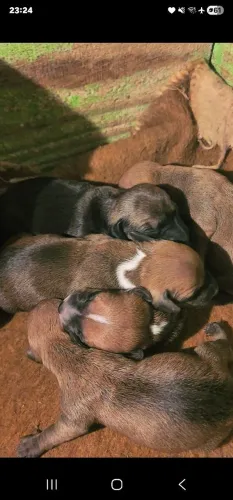 Ninhada Basset