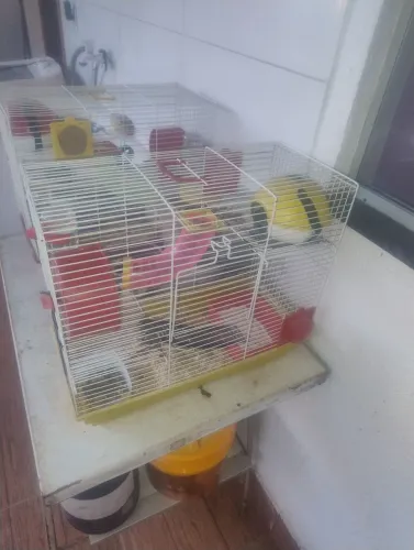 Vendo duas gaiolas de hamster com cinco hams acidente 150 tudo