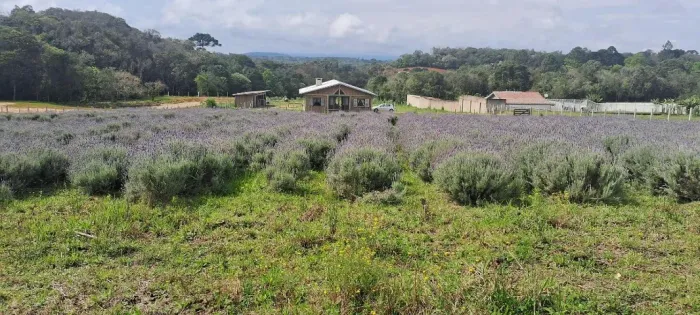 Chacara 3000m2 - Lavandário - Turismo rural ou moradia