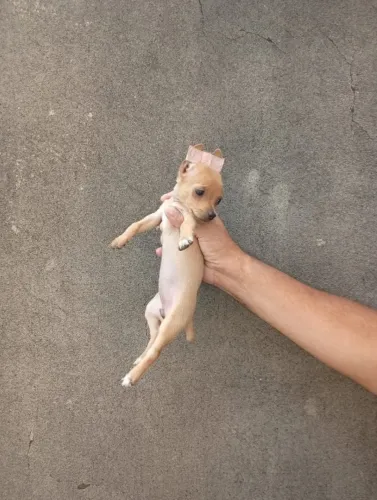 Pinscher Zer0 super lindo - chama no WhatsApp pra saber mais