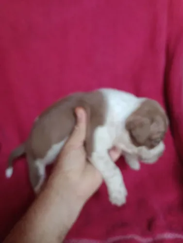 Pit Bull Américan Bully stand fêmeas 