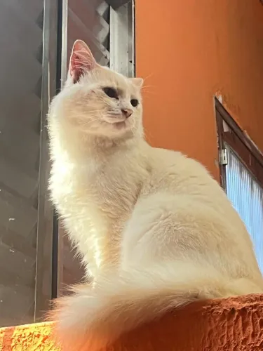 Doação de gatos