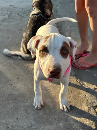 Pitbull