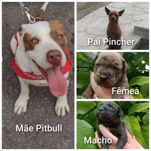 Cachorro
