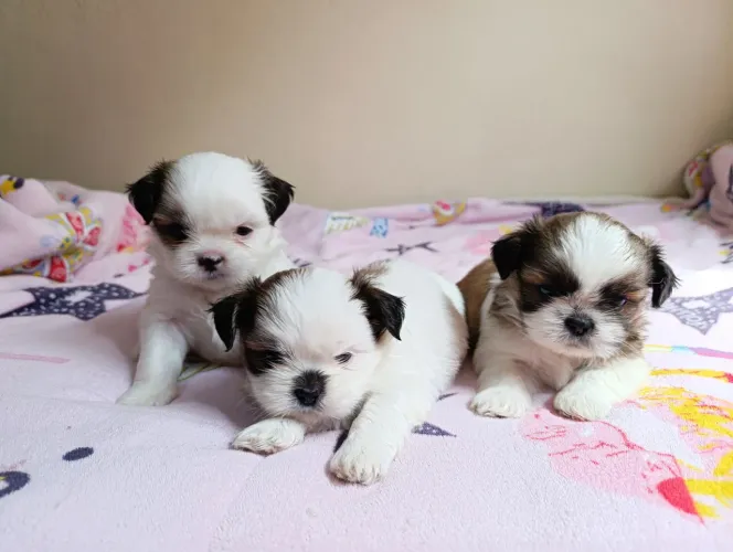 Vende-se filhotes de Shih Tzu - Mãe com Pedigree - 1 mês de vida